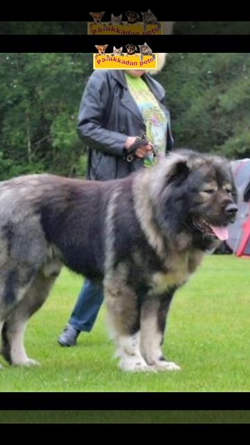 Top 5 big guard dogs. palakkadan pets смотреть онлайн