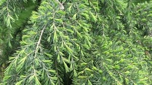 Cedrus deodara ´Feelin Blue´ čes. cedr himálajský