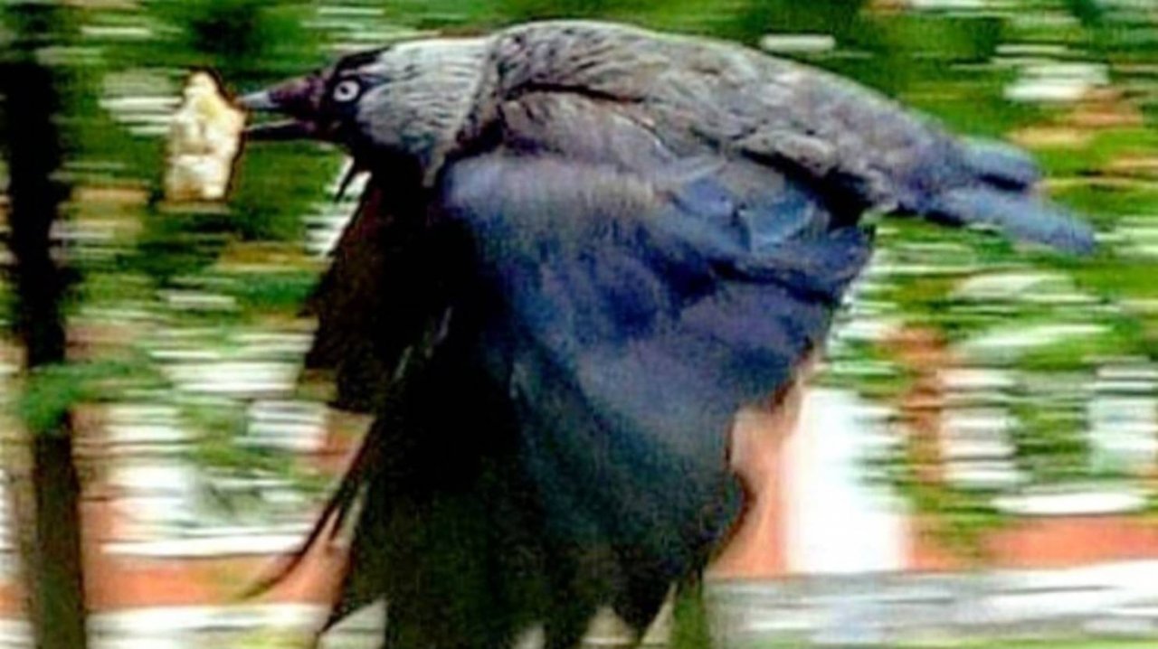 Послал вороне Бог кусочек хлеба.  Басня.   В.Рих.