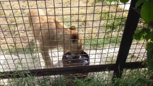 ЗВЁЗДНЫЙ прайд- быстро РАСТУТ ребята! Парк львов ТАЙГАН #тайган