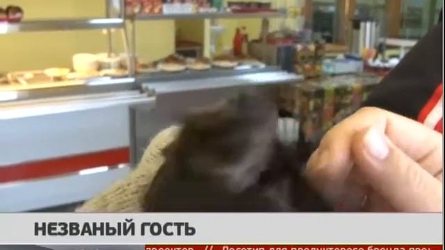 Незванный гость. Новости 08/12/2016. GuberniaTV смотреть онлайн