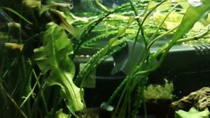 аквариум 100л Травник