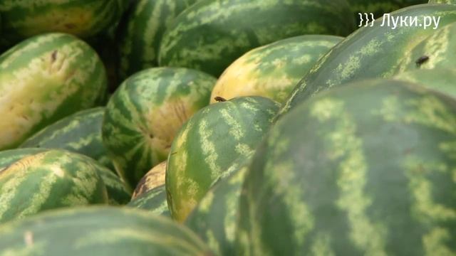 Сотрудники прокуратуры и Роспотребнадзора проверили места продажи бахчевых культур