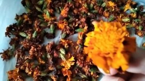 ЗОЛОТОЙ ДАР ПРИРОДЫ