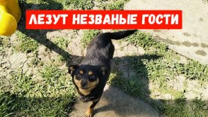 #9🌷24 апреля.Новая стрижка)Высадила помидоры на улицу)Лезут незваные " гости "
