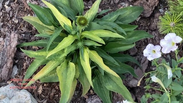 #хвороби у #ехінацеі #хлороз смотреть онлайн