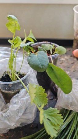 Что купила, новая рублика #цветы #garden #plants #дача #огород #еленаматвеева