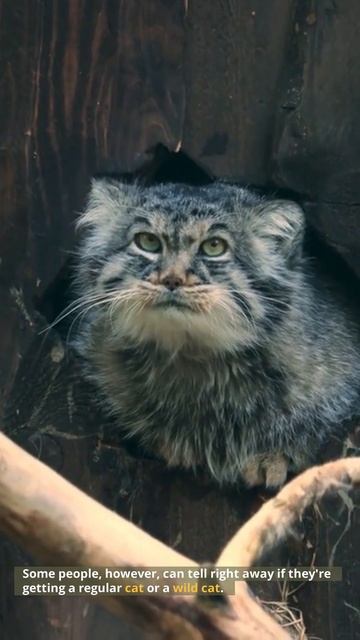 Cat Unboxing | Is My Cat a Mystery Box? смотреть онлайн