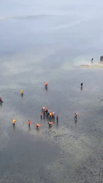 Сбор устриц на Сахалине #shorts #сахалин #устрицы #озеробуссе #дальнийвосток #россия смотреть онлайн