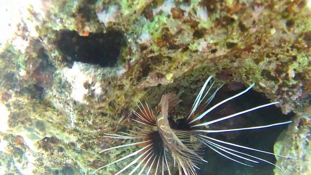 Крылатка во всей красе смотреть онлайн