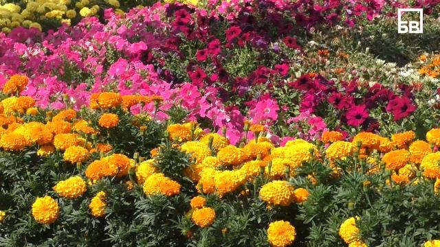 Ритмы молодости: в балаковском Детском парке работает Летняя эстрада смотреть онлайн