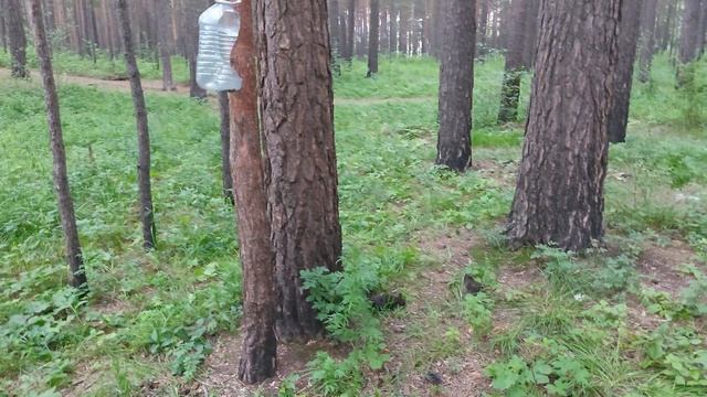 Белочки, Родник, Ангарск. смотреть онлайн