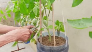 Необычный метод выращивания томатов из черенков