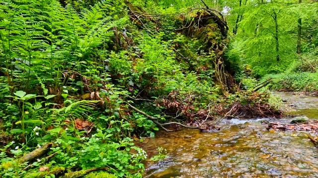 Расслабляющий и успокаивающий звук бурлящего ручья в лесу || Звук ручья для отдыха и сна || Релакс смотреть онлайн
