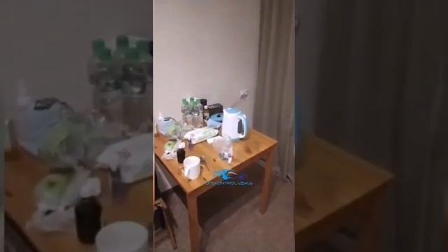 Обсерваторы смотреть онлайн