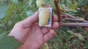 Виноград Бояр 🍇🍇🍇Калугина В.М. Видео от автора. Новинка 23 года.