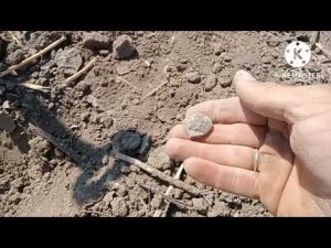 По распаханному полю с МД-6450 и татарские монеты (чешуя).