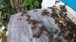 Этот метод 100 процентов работает против нападения воровок на улей, мой личный опыт