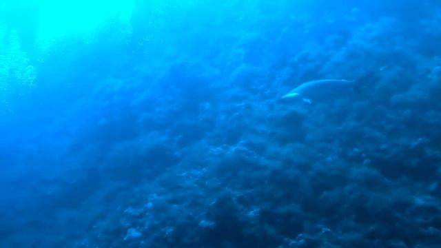 Ken Gibbs - Red Sea Simply The Best - Hammerhead Sharks смотреть онлайн