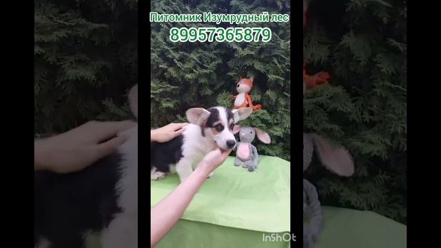 свободен щенок Вельш Корги Пемброк Альфред Гранд Дарк из Изумрудного леса смотреть онлайн