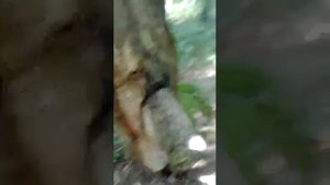 дерево с членом