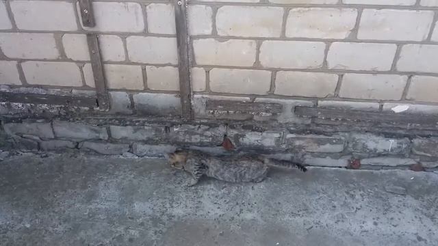 Варежка и мышь (10.09.2017) смотреть онлайн