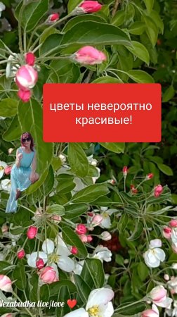 Невероятной красоты цветы из моей жизни