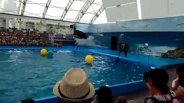 Коблево Дельфинарий Немо смотреть онлайн