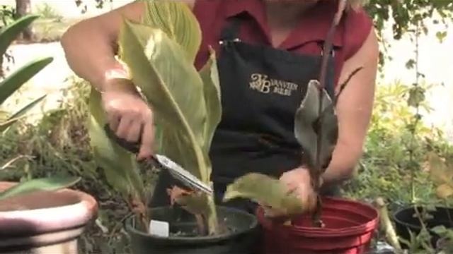 How to Prune Cannas смотреть онлайн
