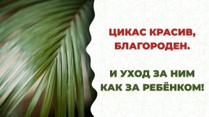 Как ухаживать за цикасом? Секреты, наука и практика. Красивый сад и аптека.