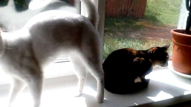 Моё видео из Like смотреть онлайн