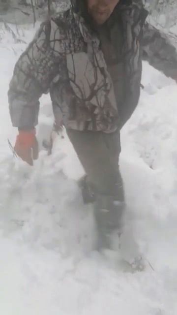 Сбор кедрового ореха в горах Алтая. #виталийалтайский #горныйалтай