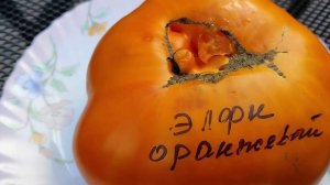 Элфи Оранжевый, вес 😇