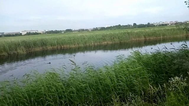 Птичья гавань природный парк для прогулок и отдыха Омск цикл Мой отпуск смотреть онлайн