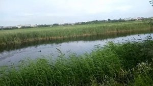 Птичья гавань природный парк  для прогулок и отдыха Омск цикл Мой отпуск