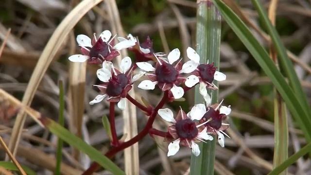 altaj08 020105 1 смотреть онлайн
