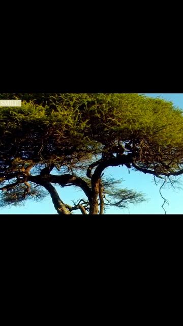 Перекус в кафе на дереве #shorts #wildlife #video #animals #short #vetallyo смотреть онлайн