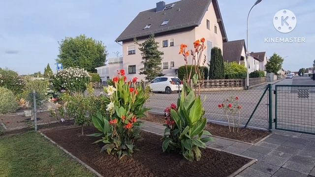 Vlog 🇩🇪 Хрустящие Малосольные Огурцы очень быстро и вкусно/Наша дача в Германии 🏕 Собираю урожай 🍅🍅 смотреть онлайн