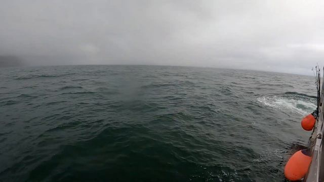 Камчатка | Бухта Русская | Морская прогулка смотреть онлайн