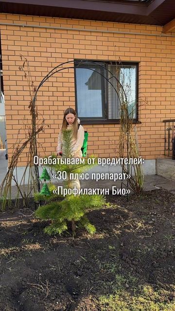 Опрыскиваем хвойные правильно 🌲