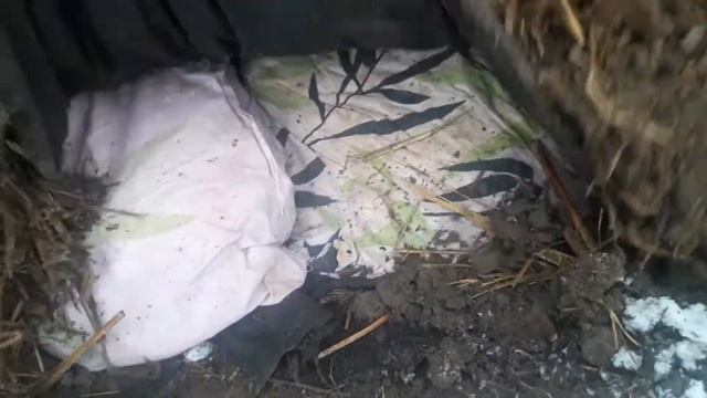 Корень малины хранившийся в прикопе.