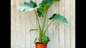 №50. Переукорененная макушка алоказии Лоу Райдер. Высаживаю в грунт.