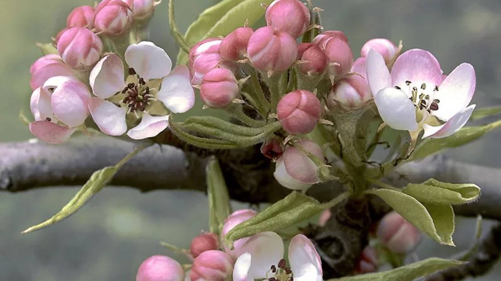 Для здоровья!Чай из цветов груши!🍐👍🫖☕