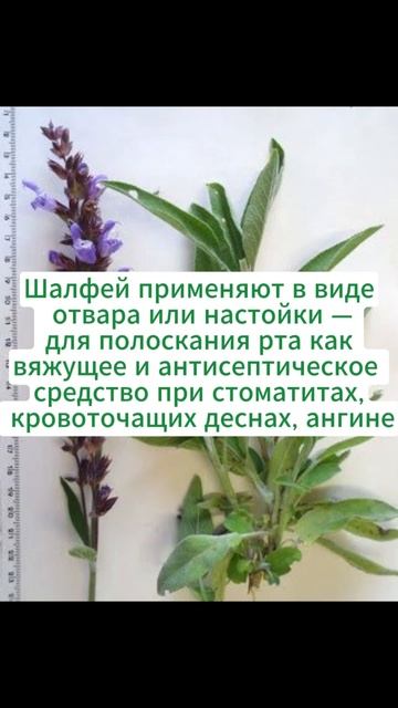 Шалфей лекарственный