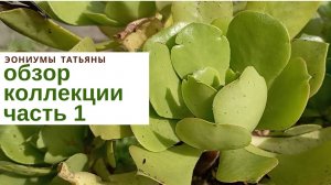 №182 Обзор коллекции эониумов 2023. Часть 1