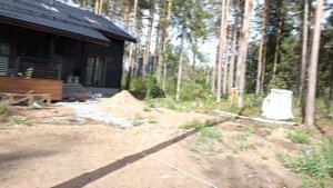 Спил сосны с оттяжкой