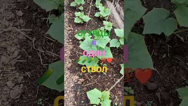 И БУДЕТ У ВАС ВОТ ТАКАЯ КРАСОТА ОГУРЦЫ КУРАЖ ...