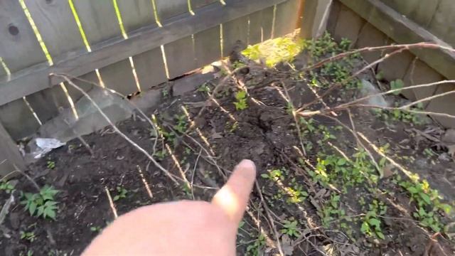 How To Get The Best Yield Of Raspberries / How To Prune Raspberry Bushes / Urban Homesteading