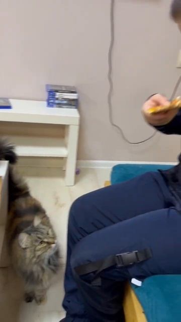 КОТОКАФЕ