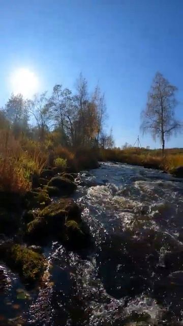 Живописная речка в Ленинградской области#nature смотреть онлайн